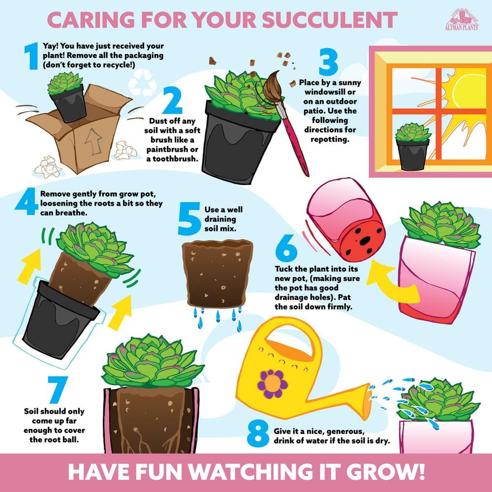 4.25 in. Euphorbia Milii With Pink Flowers Charlotte Variety Crown Of Thorns Single Plant - Hercitys