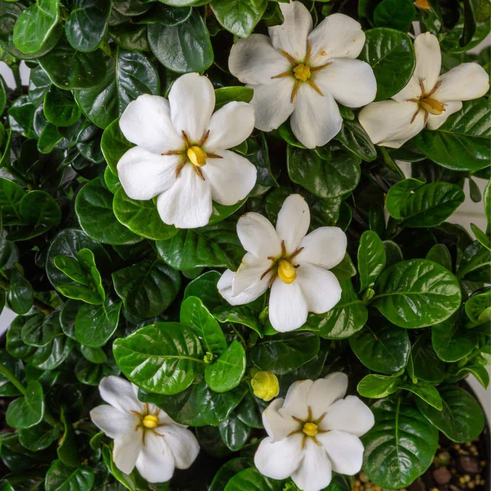 2 Gal. Diamond Spire Gardenia Shrub with Fragrant White Blooms - Hercitys