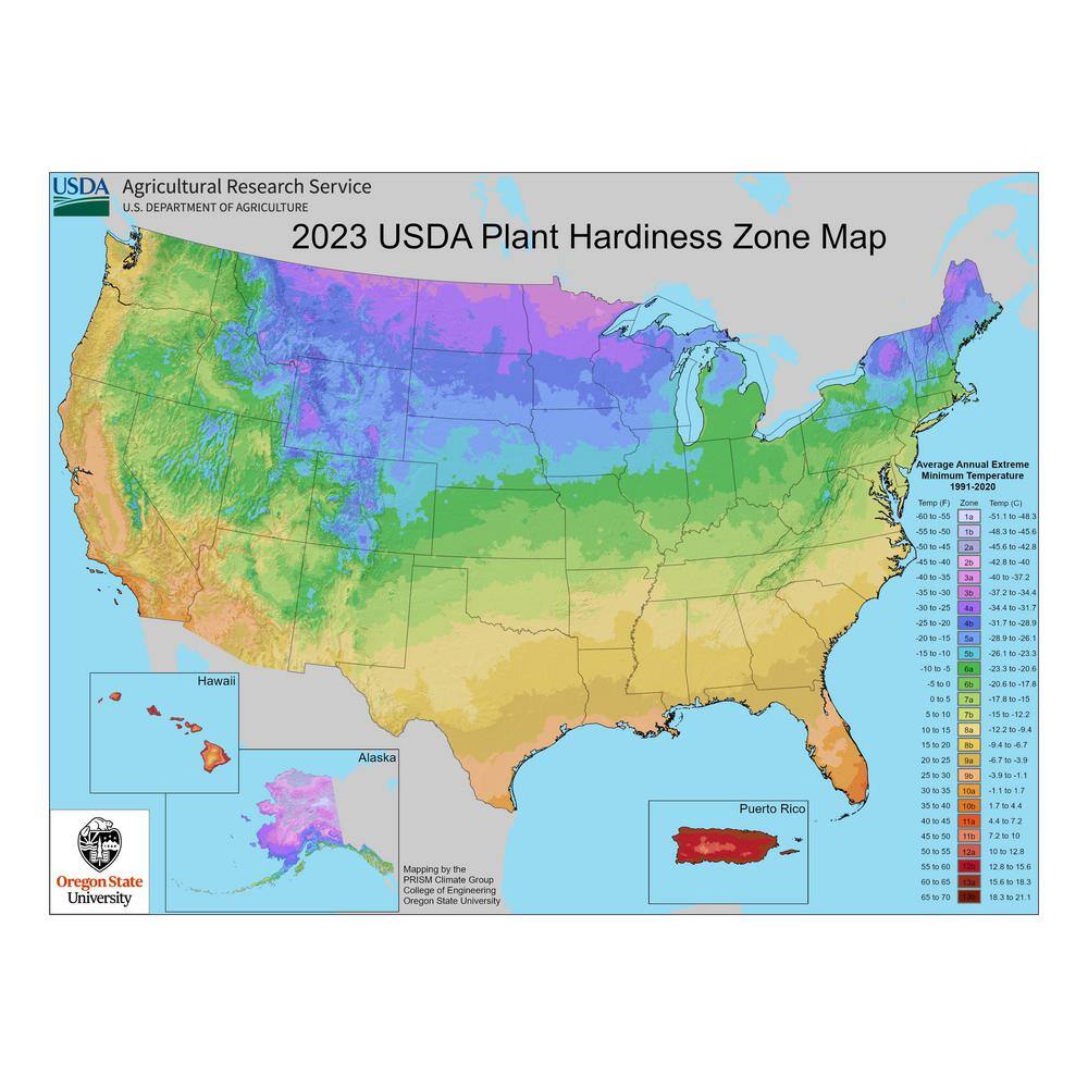 2.5 qt. Agapanthus Peter Pan – Perennial - Hercitys