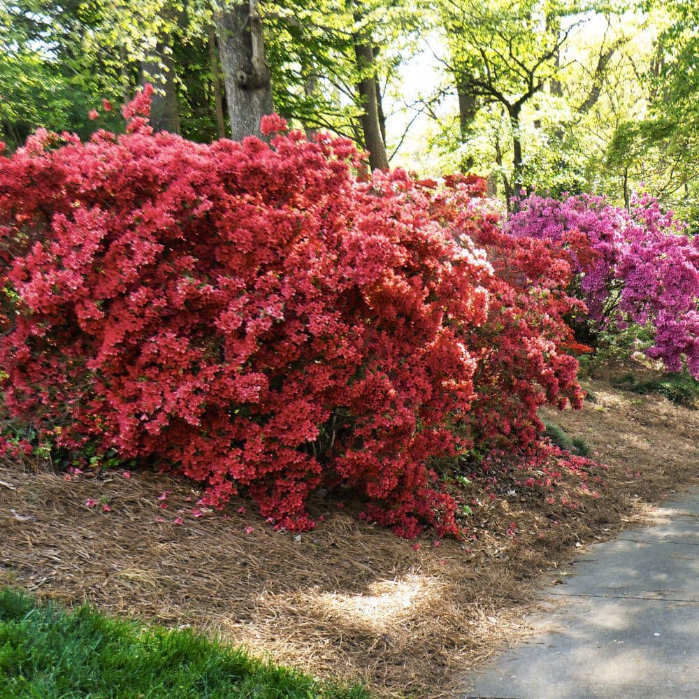 3 gal. Hershey Red Azalea Shrub with Red Flowers - Hercitys