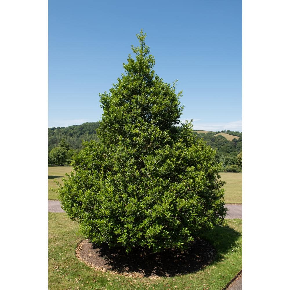 1 Gal. Red Beauty Holly Shrub Symmetrical Grower with Rich Glossy Leaves and Abundant Bright Red Berries - Hercitys