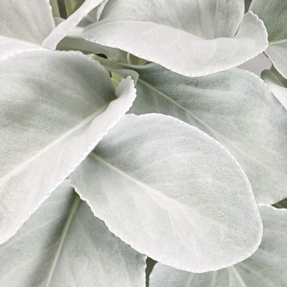 4.5 in. Qt. Angel Wings Sea Cabbage (Senecio Candicans) Live Annual Plant with Silver Foliage - Hercitys