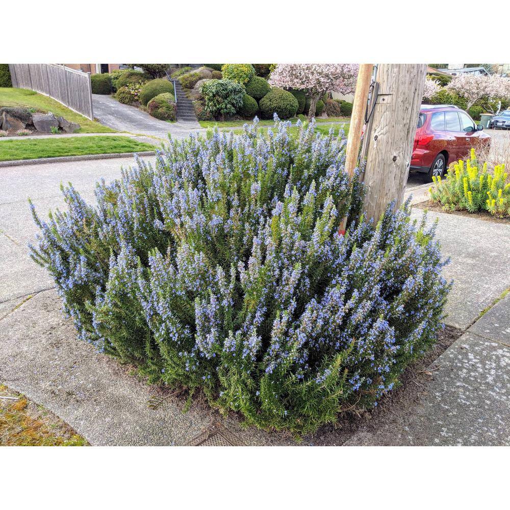 1 gal Tuscan Blue Rosemary Shrub (2-Pack) - Hercitys