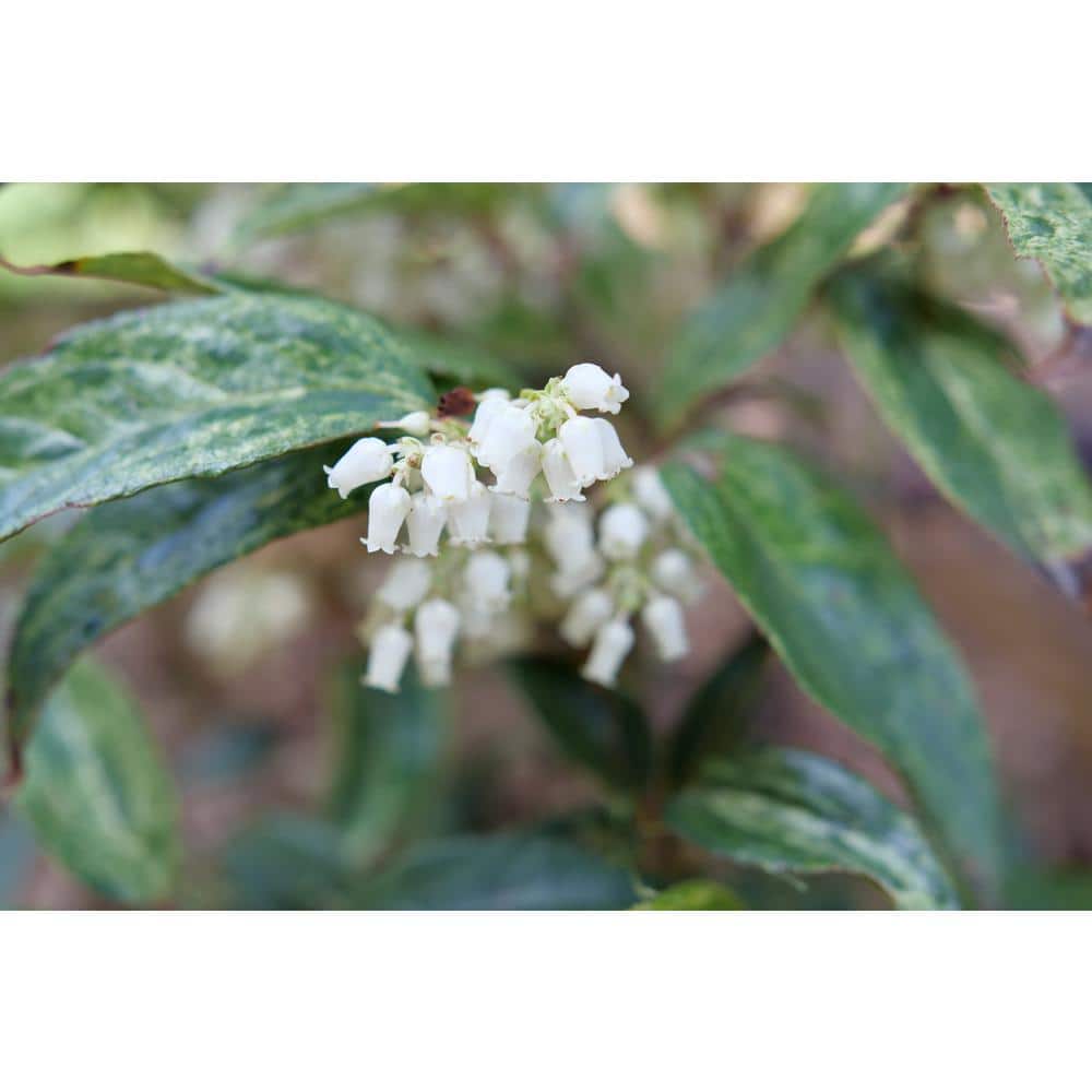 4.5 in. Quartz Paisley Pup Doghobble (Leucothoe Fontanesiana) Live Flowering Shrub with White Flowers - Hercitys