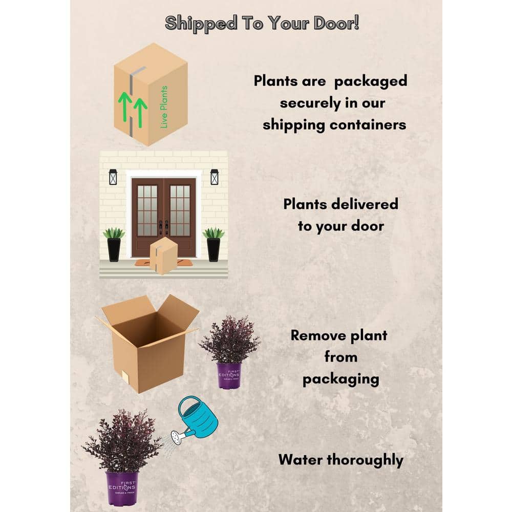 2 Gal. Shadow Magic Crape Myrtle Flowering Shrub with Dark Leaves and Dark Pink Flowers - Hercitys