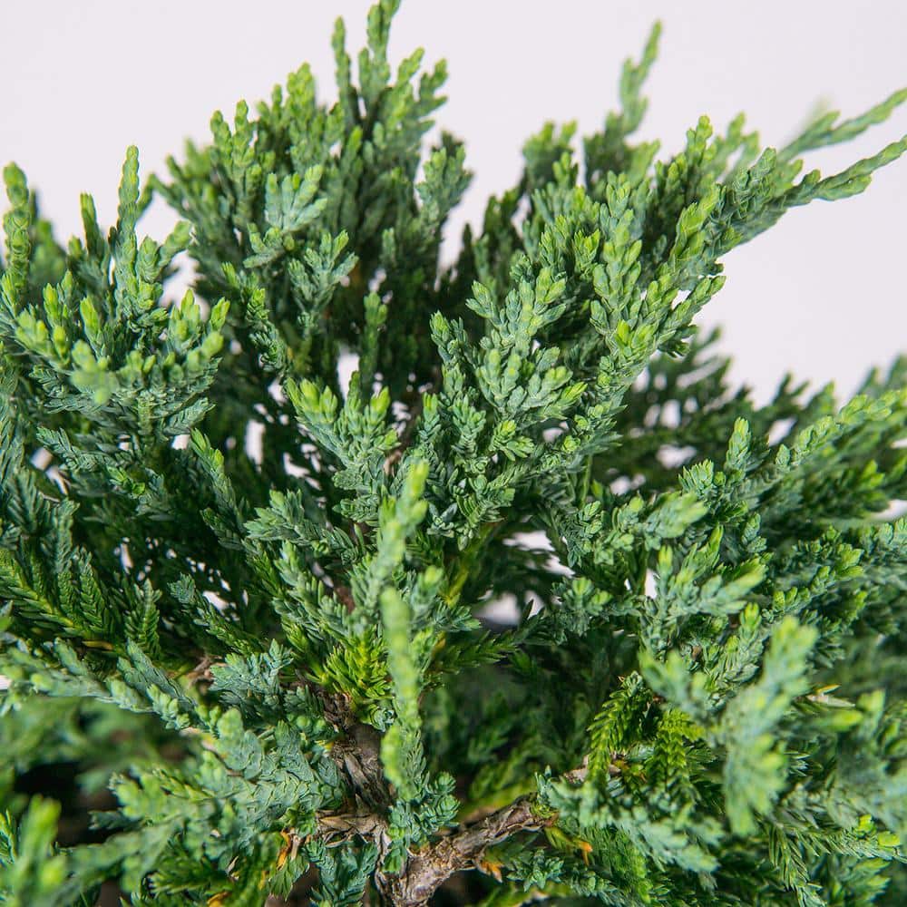 1 Gal. Blue Rug Juniper in Grower’s Pot, Fragrant Ground Cover - Hercitys