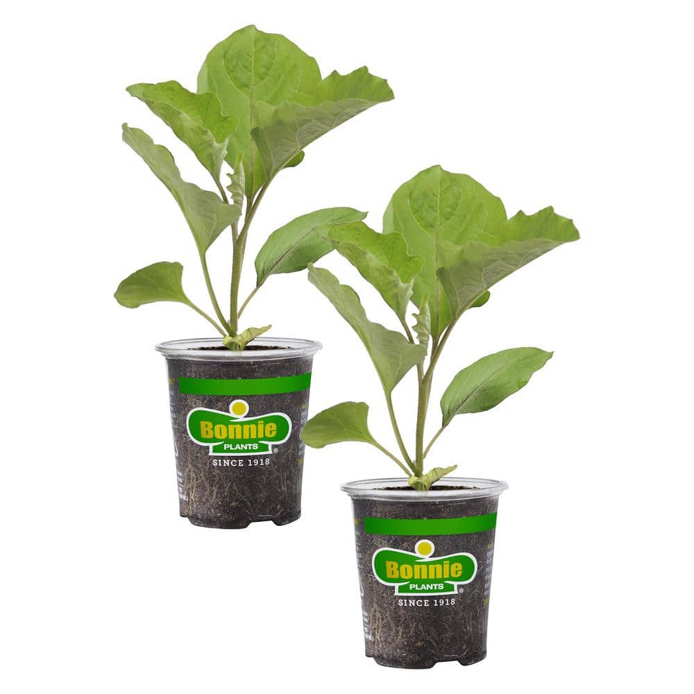 19 oz. Black Beauty Eggplant Plant (2-Pack) - Hercitys