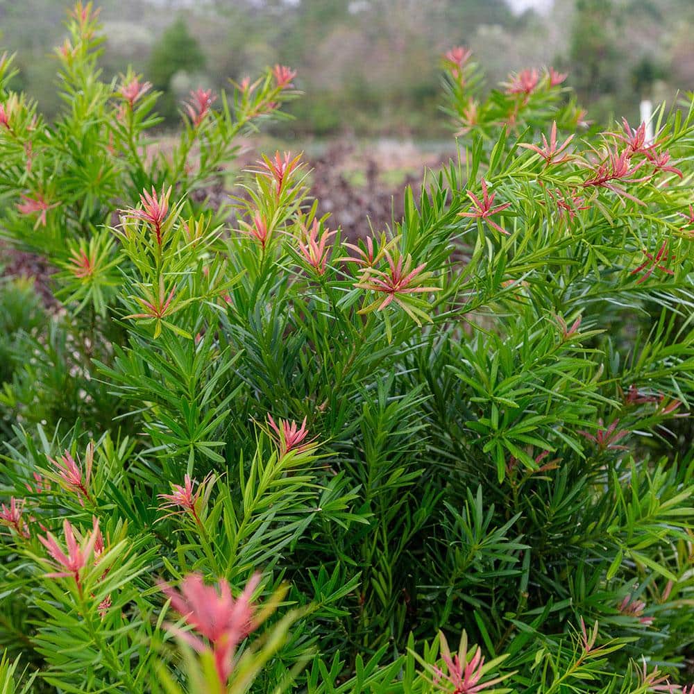 2 Gal. Mood Ring Podocarpus Yew Evergreen Shrub with Bronze Pink New Growth - Hercitys