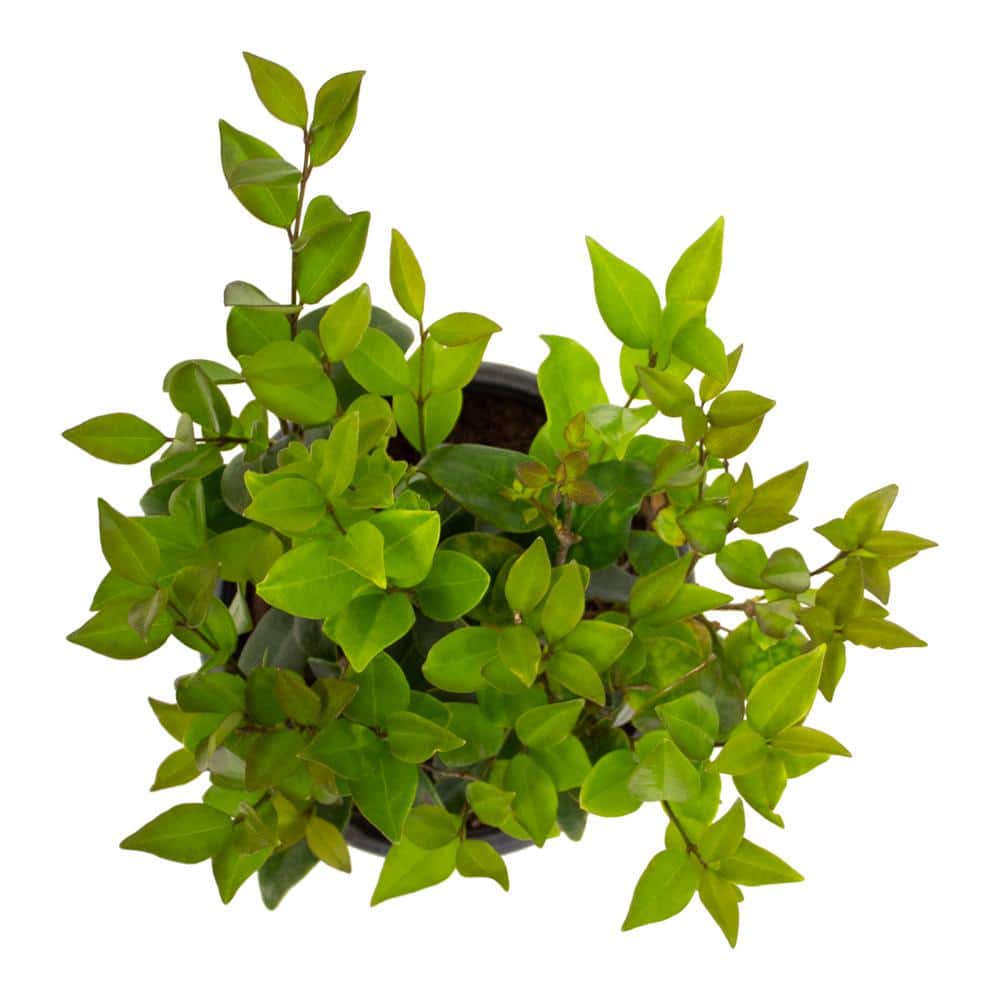 1 Gal. Ligustrum Japonicum Texanum Shrub Plant - Hercitys