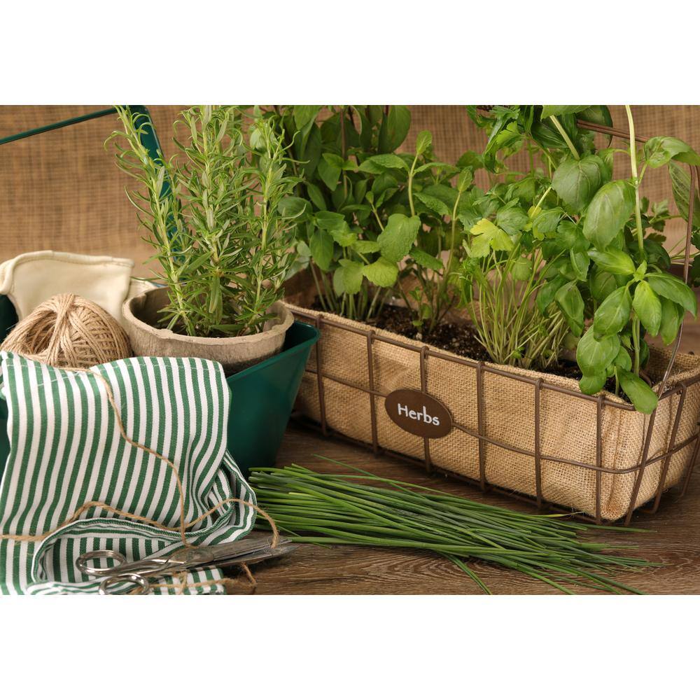 4.25 in. Eco+Grande Medium Chives (Allium schoenoprasum) Live Herb Plant (4-Pack) - Hercitys