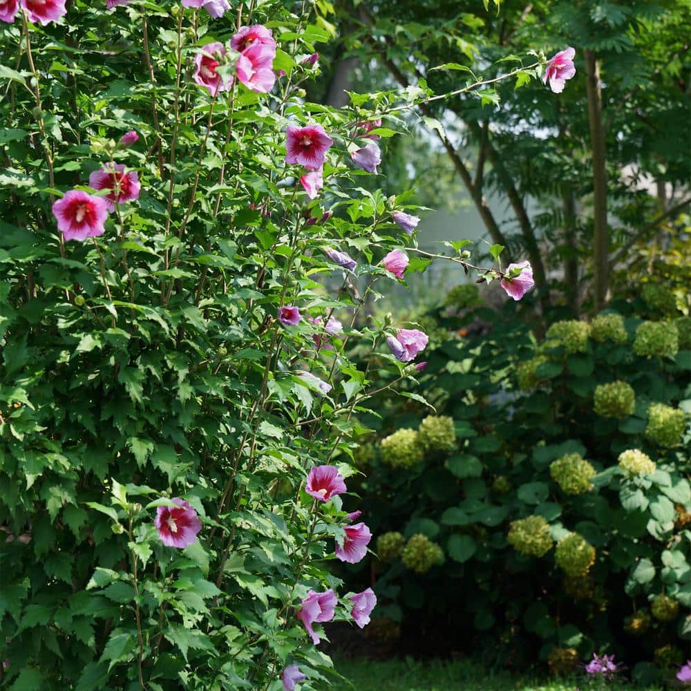 2 Gal. Purple Pillar Rose of Sharon (Hibiscus) Plant with Purple Flowers - Hercitys