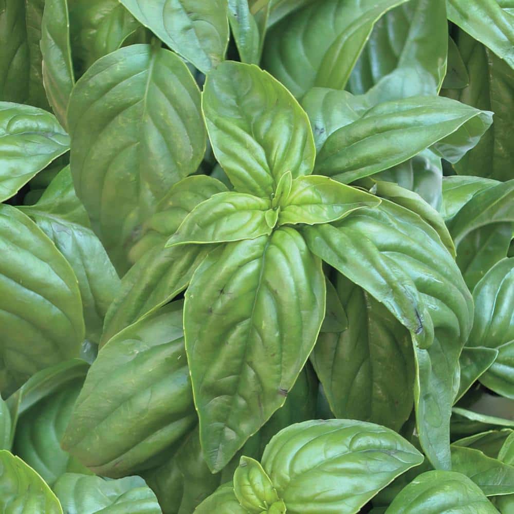 25 oz. Everleaf Emerald Towers Basil Live Plants (2-Pack) - Hercitys