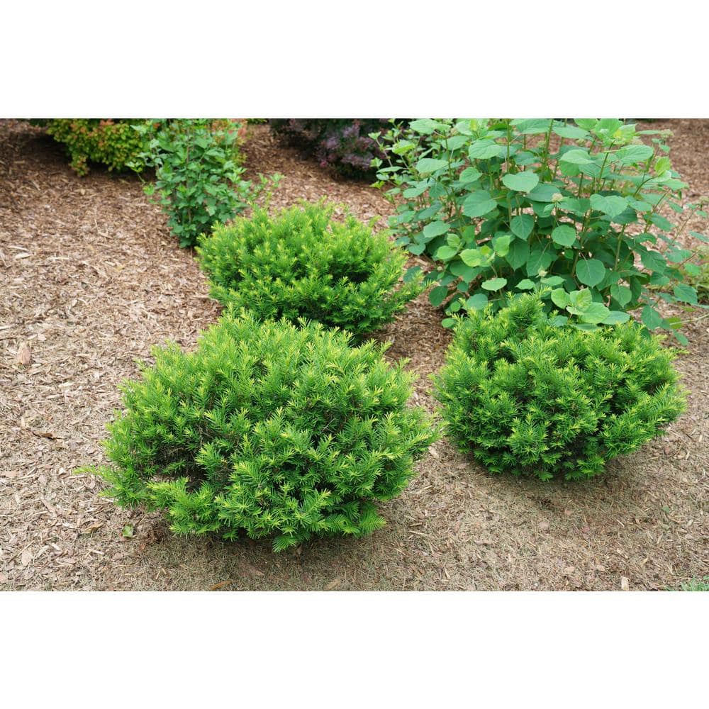 4.5 in. Qt. Stonehenge Dark Druid Yew (Taxus x Media) Shrub - Hercitys
