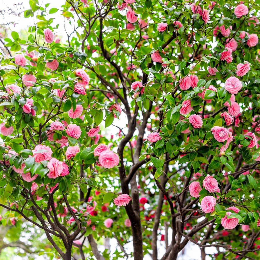 3 Gal. Camellia Shi Shi Shrub with Pink Flowers - Hercitys