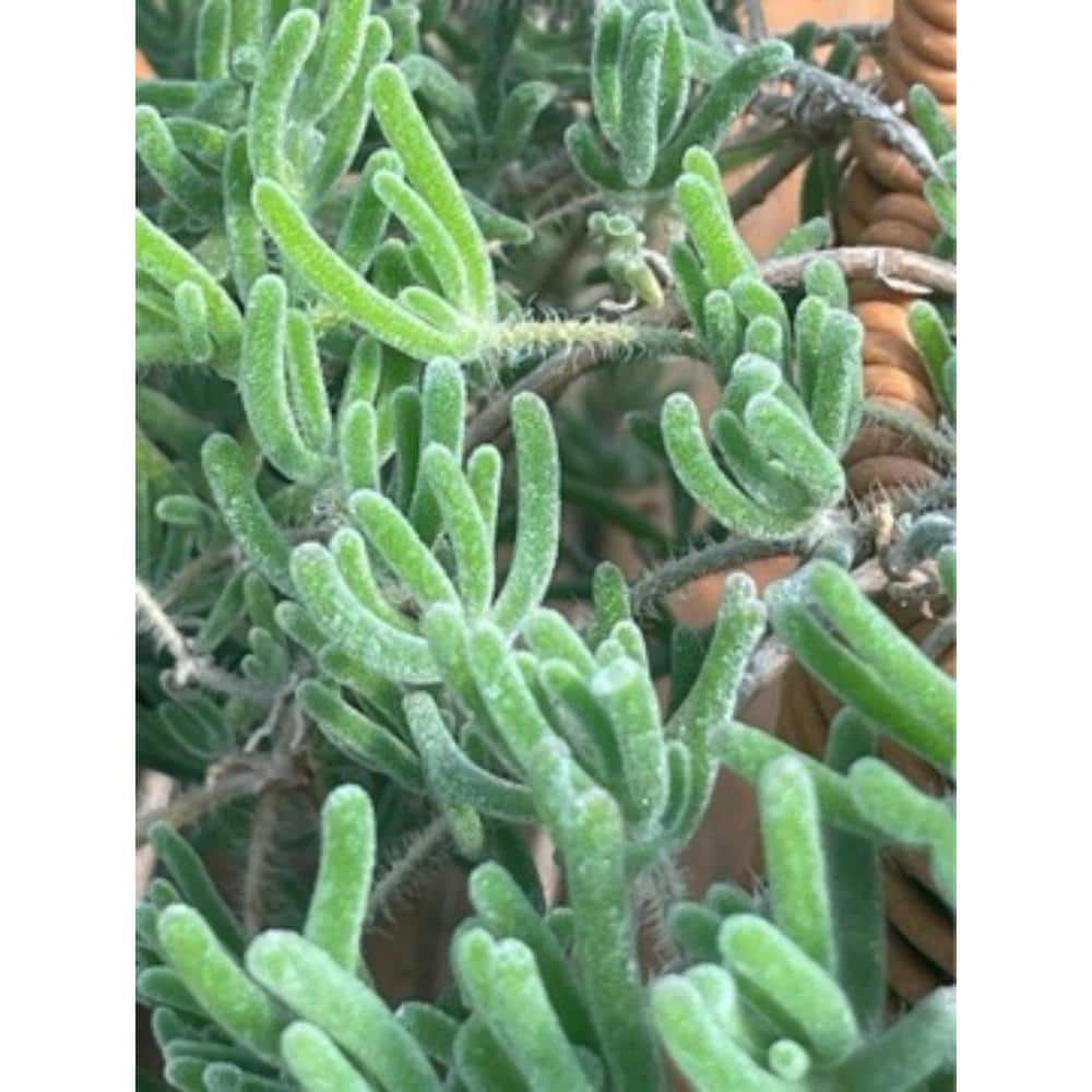 2-Piece Live Rooted Spreading Plant Pink Ice Plan, Dicrocaulon Ramulosum (L.Bolus) Ihlenf. - Hercitys