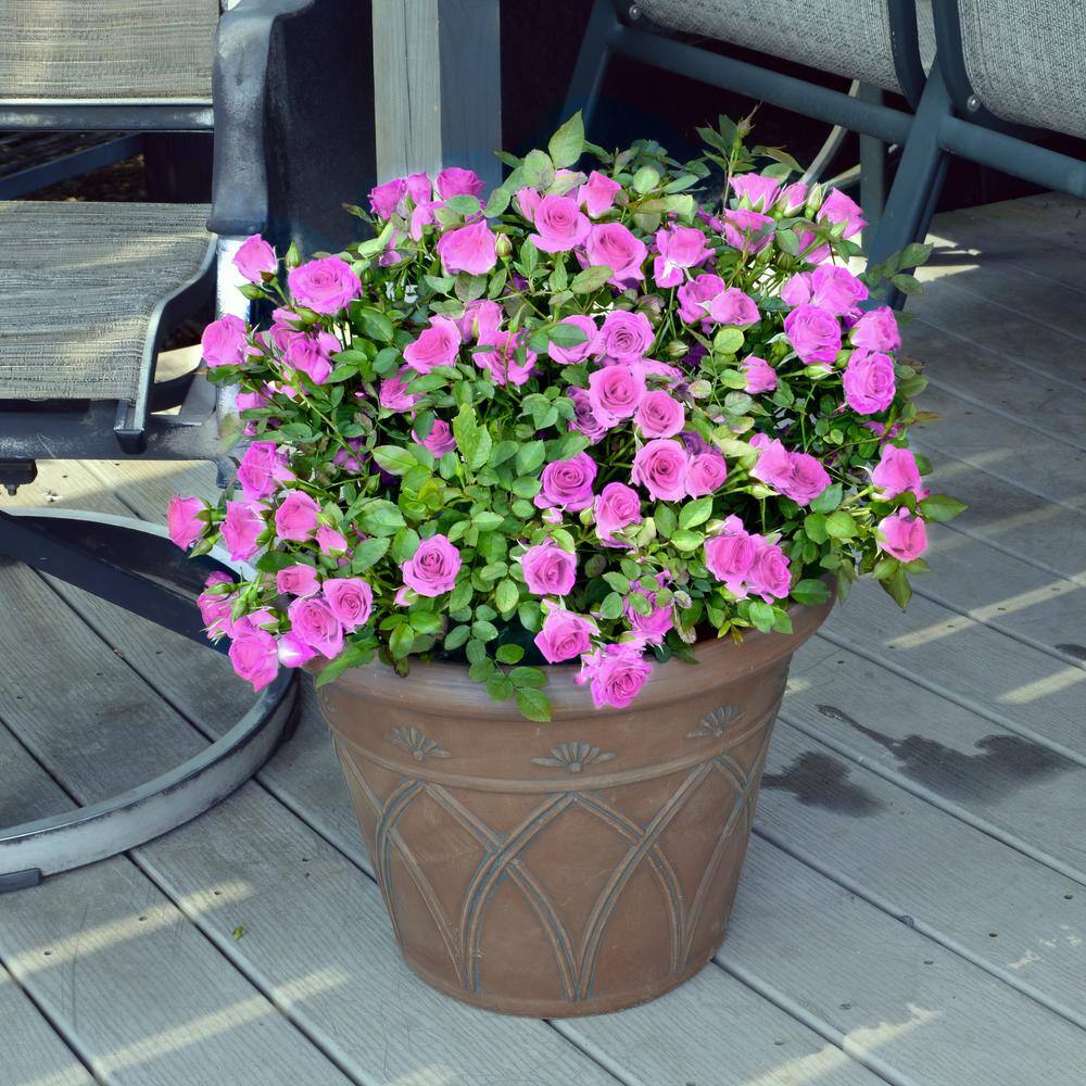 2 gal. Rose Lavender Jewel with Purple Flowers - Hercitys