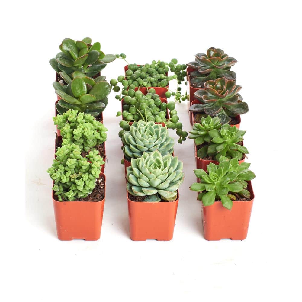 2 in. Green Succulent (Collection of 12) - Hercitys
