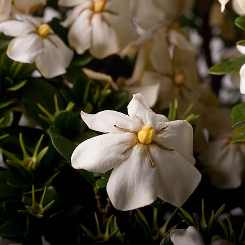 2 Gal. Scentamazing Gardenia – Live Evergreen Shrub with White Fragrant Blooms - Hercitys