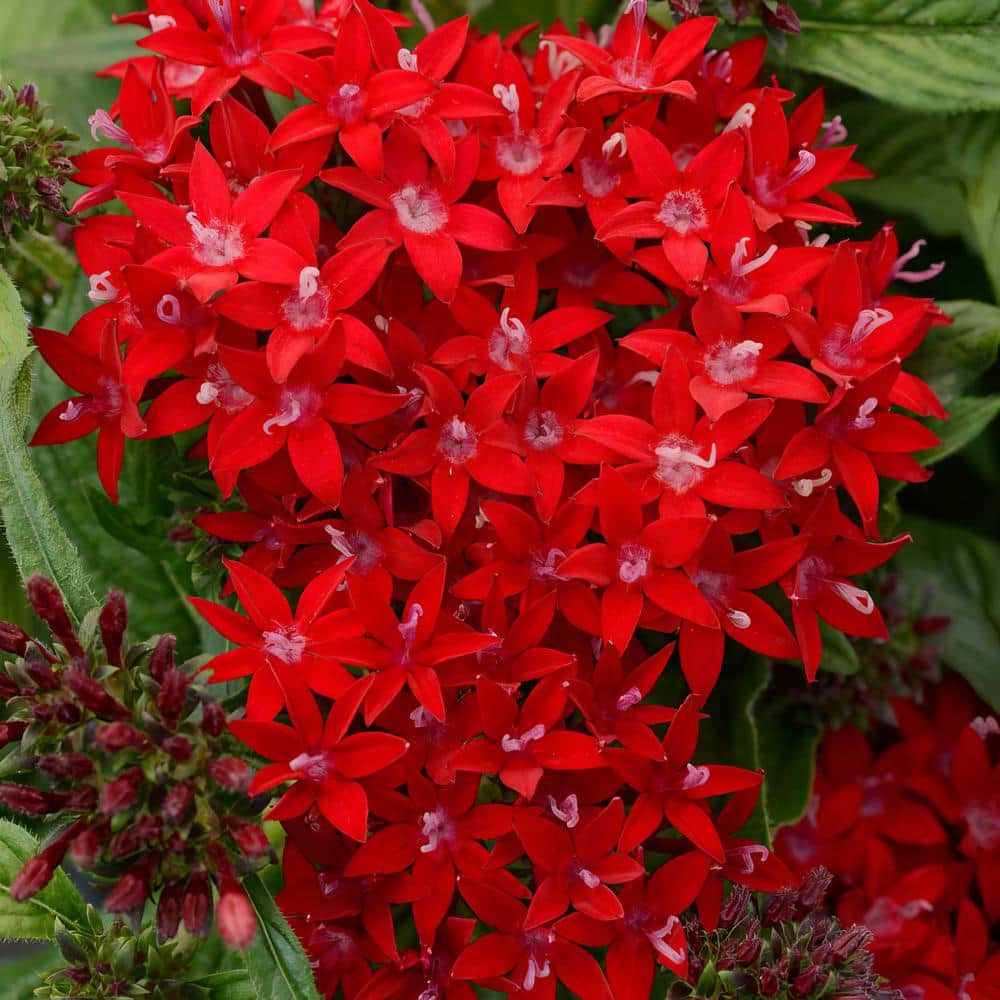 4 in. Lucky Star Red Pentas Plant (4-Piece) - Hercitys