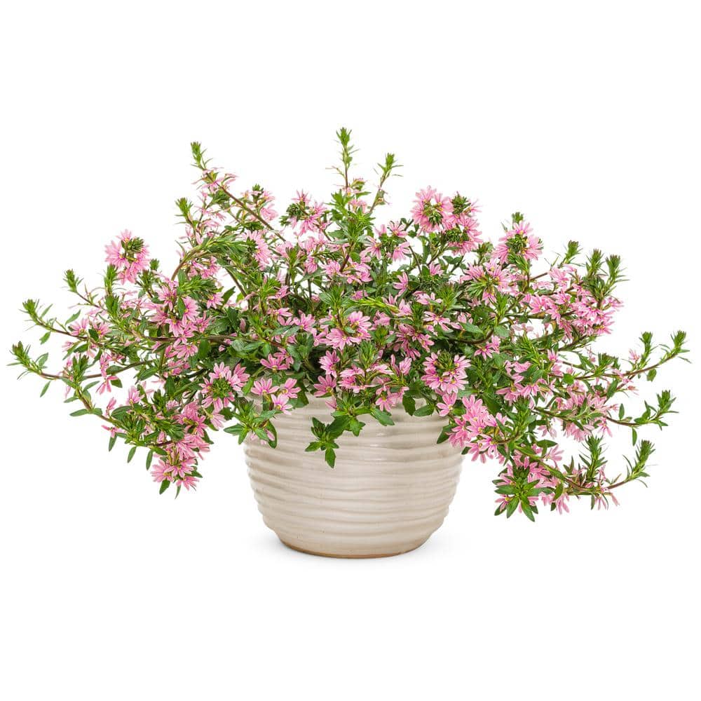 4.25 in. Eco+Grande Whirlwind Pink Fan Flower (Scaevola) Live Plant, Pink Flowers (4-Pack) - Hercitys