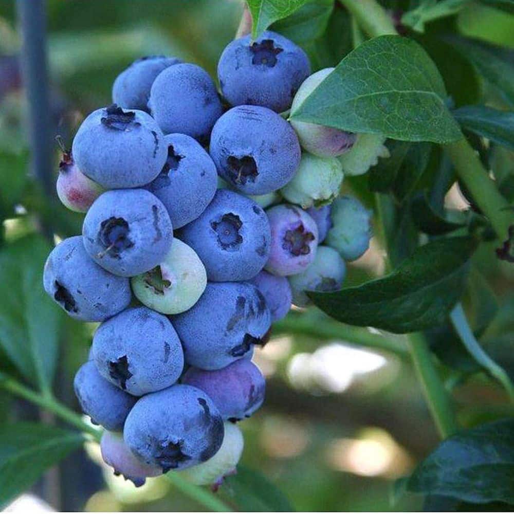 2.5 qt. Toro Blueberry Live Plant with Large, Sweet Berries - Hercitys