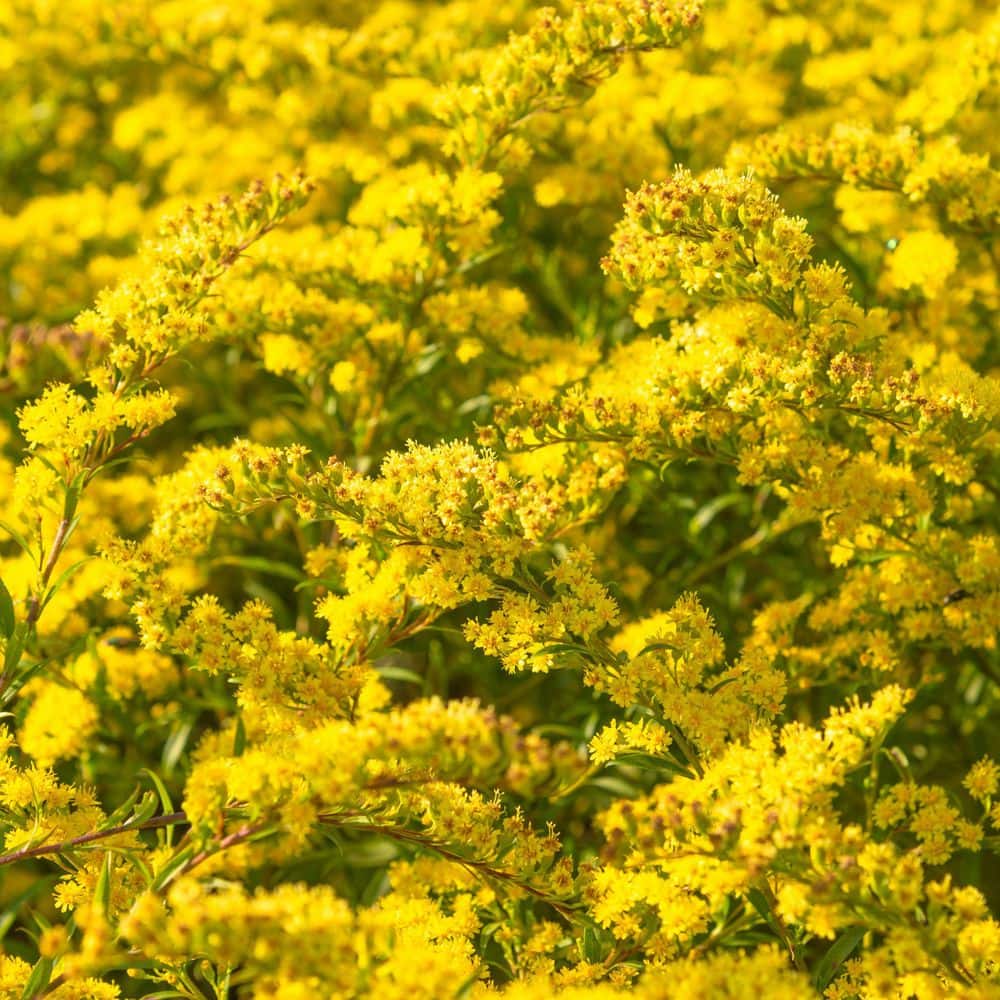 3.25 in. Goldenrod Spark Plug Perennial Plant with Yellow Flowers (3-Pack) - Hercitys