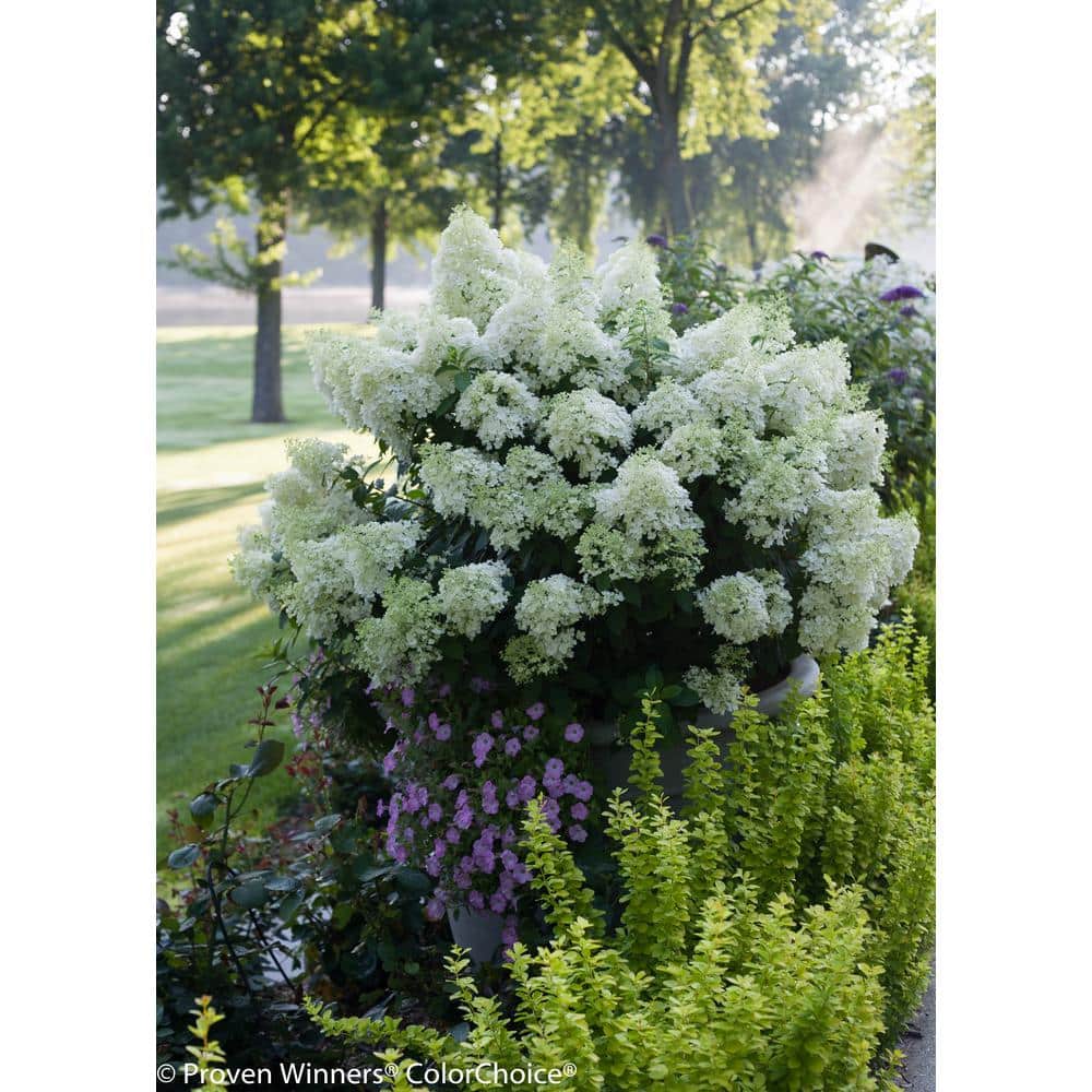 4.5 in. Qt. Bobo Hardy Hydrangea (Paniculata) Live Shrub, White to Pink Flowers - Hercitys