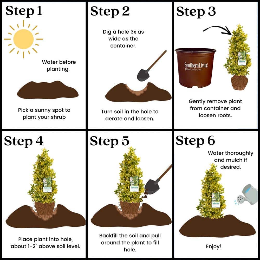 3 Gal. Golden Oakland Holly Plant with Golden Variegated Foliage - Hercitys