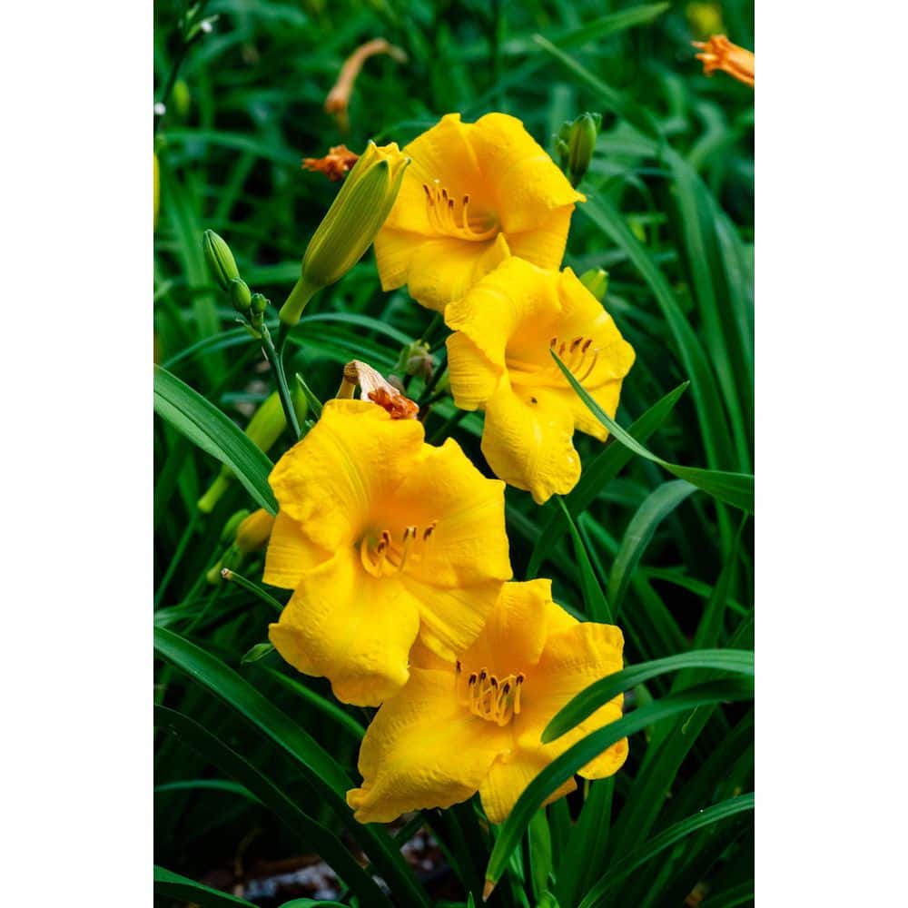 2.5 Qt. Evergreen Stella Golden-Yellow Live Perennial Daylily Plant, Fragrant and Trumpet-Shaped Flowers - Hercitys