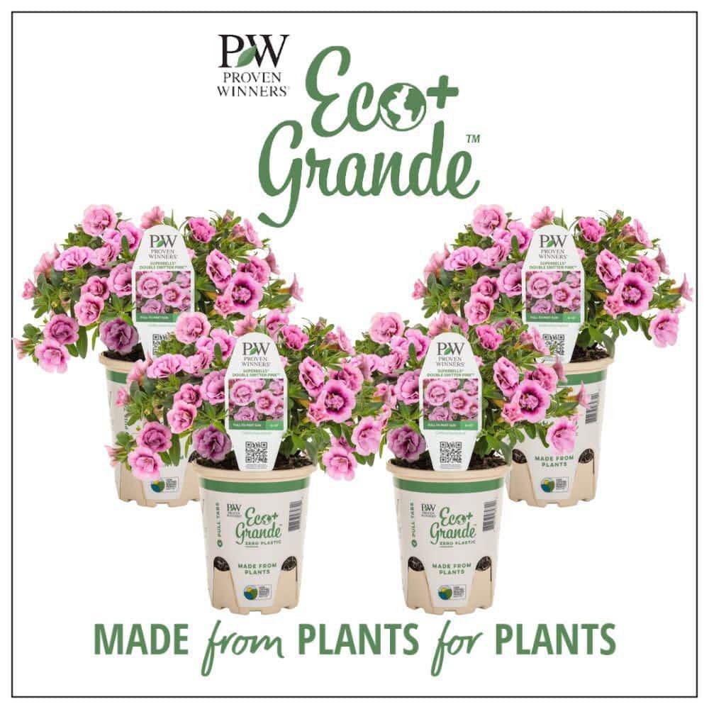 4.25 in. Eco+ Grande Superbells Double Smitten Pink (Calibrachoa hybrid) Live Annual Plant with Pink Flowers 4-Pack - Hercitys