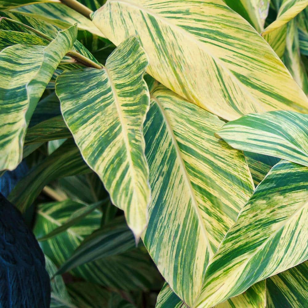 3.5 in. Alpinia Variegated Ginger Perennial Plant with Yellow Flowers (3-Pack) - Hercitys