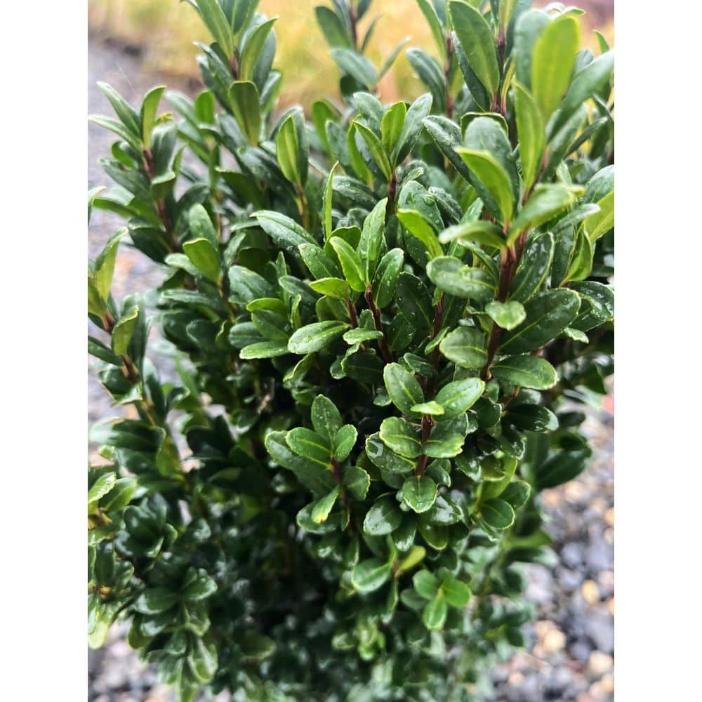 2.5 qt. Sky Pencil Japanese Holly (Ilex) Evergreen Live Plant Narrow Upright Growth Habit (1 Each) - Hercitys