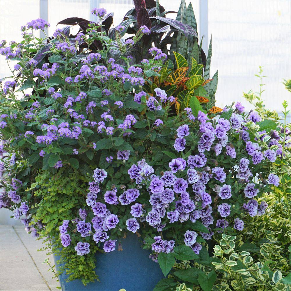 4.25 in. Eco+Grande, Supertunia Priscilla (Petunia) Live Plant, Purple Flowers (4-Pack) - Hercitys