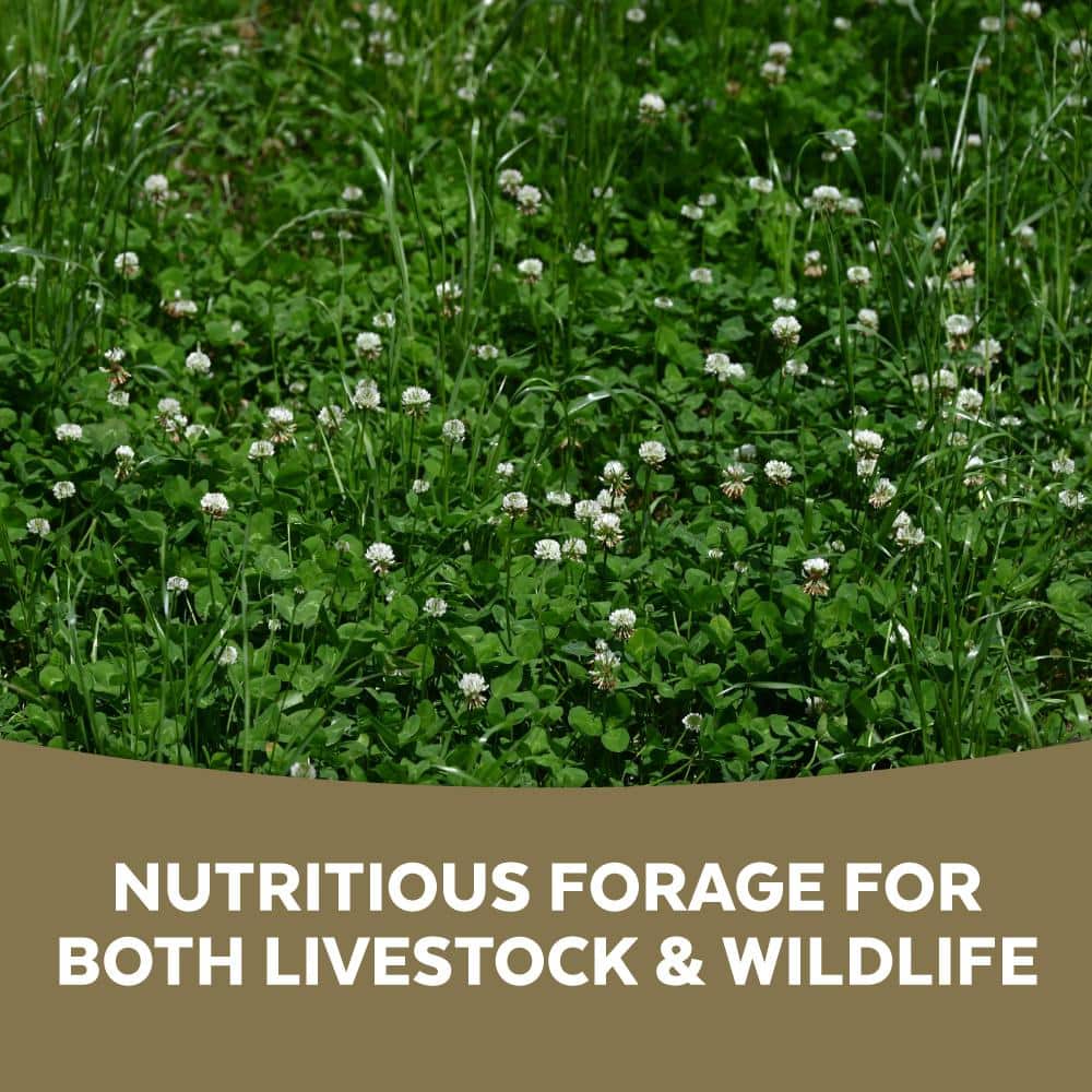 2 lb White Clover - Hercitys