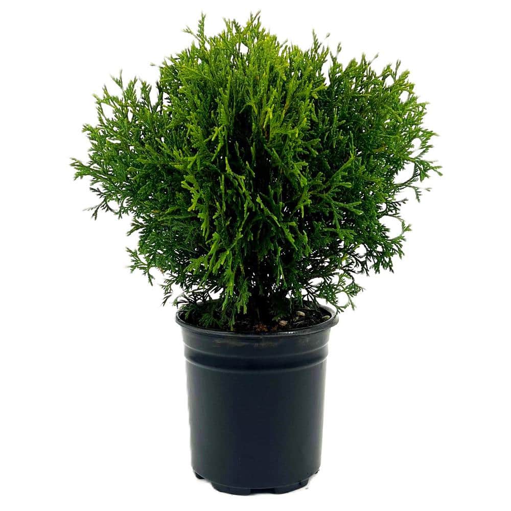 2.5 QT Little Giant Dwarf Arborvitae (Thuja o. ‘Little Giant’) Evergreen Shrub 1-Each - Hercitys