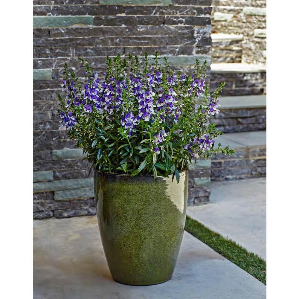 4.25 in. Eco+Grande Angelface Wedgwood Blue Summer Snapdragon (Angelonia) Live Plants, Lavender and White Flowers 4-Pack - Hercitys