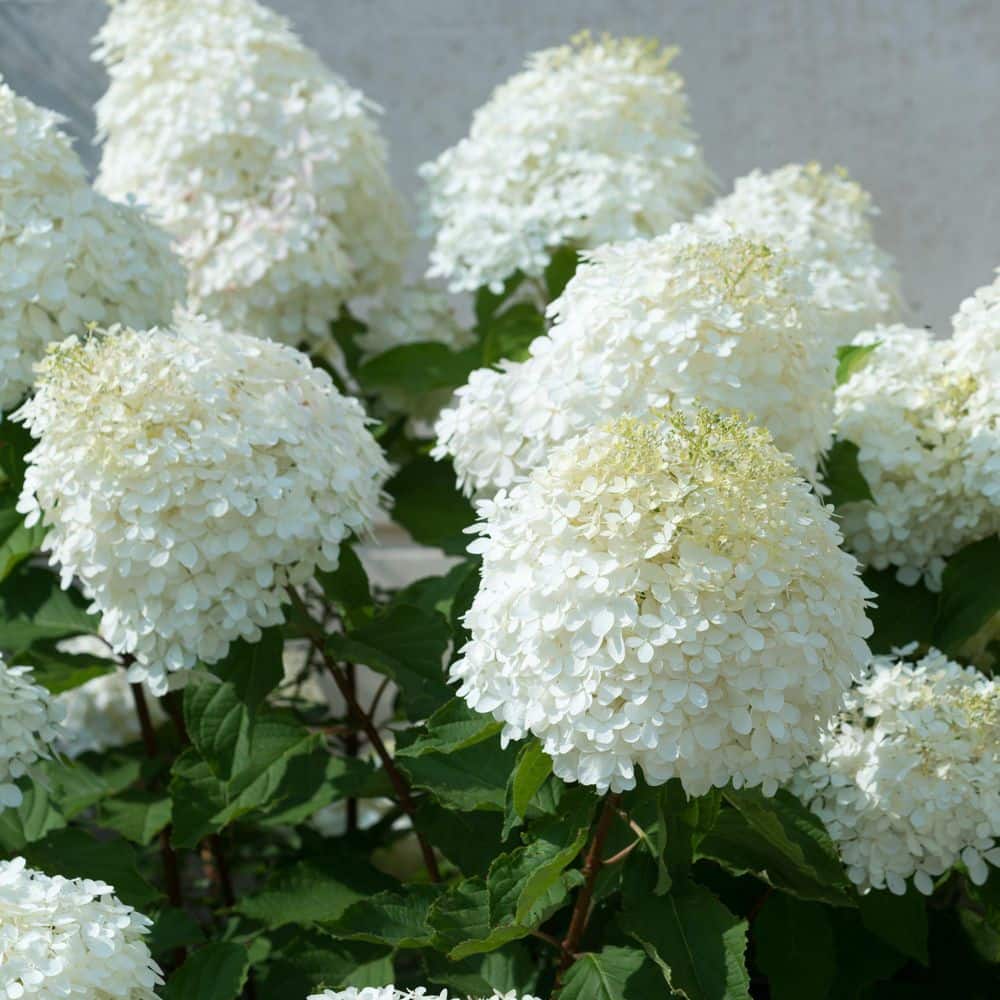 3 gal. Hydrangea Sweet Starlight Shrub with White and Pink Flowers - Hercitys