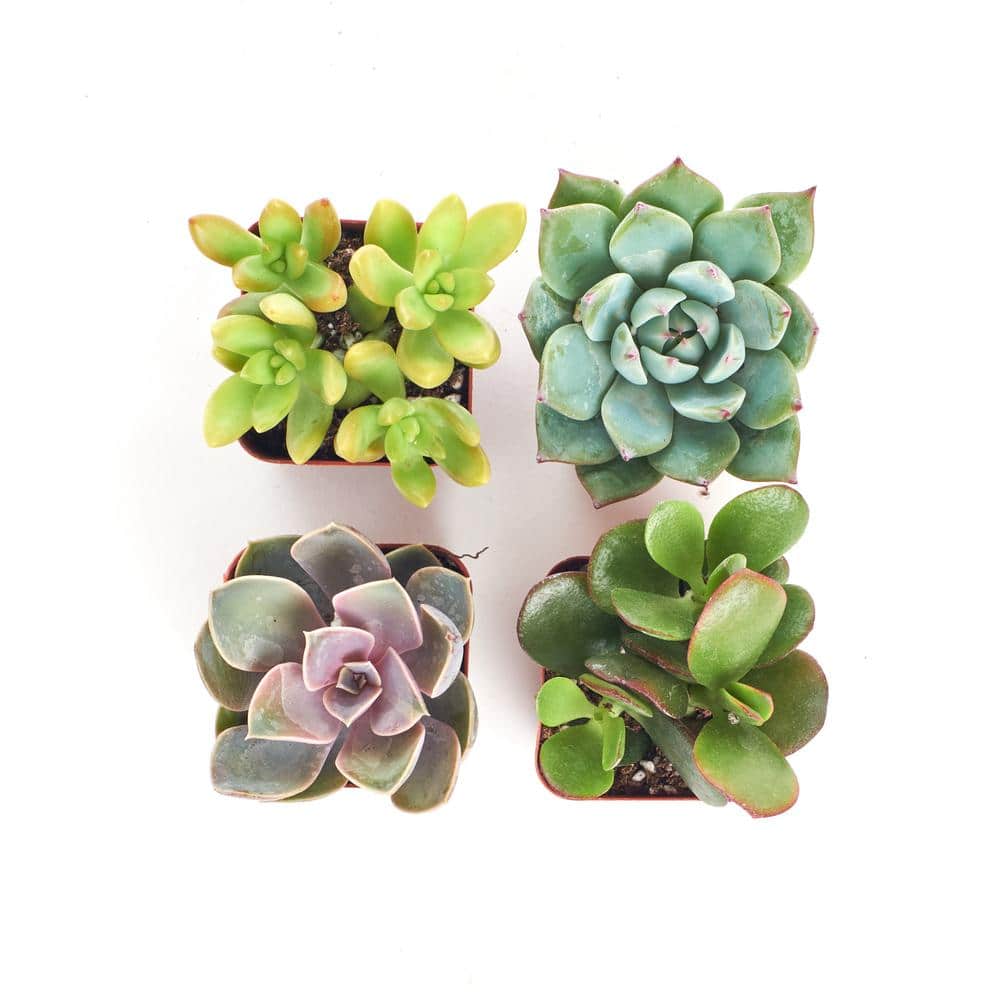 2 in. Unique Succulent (Collection of 4) - Hercitys