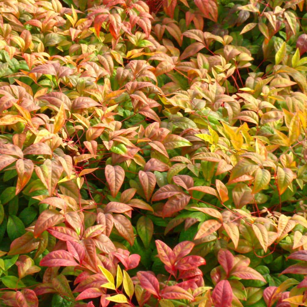 2.25 Gal. Nandina Fire Power Shrub - Hercitys