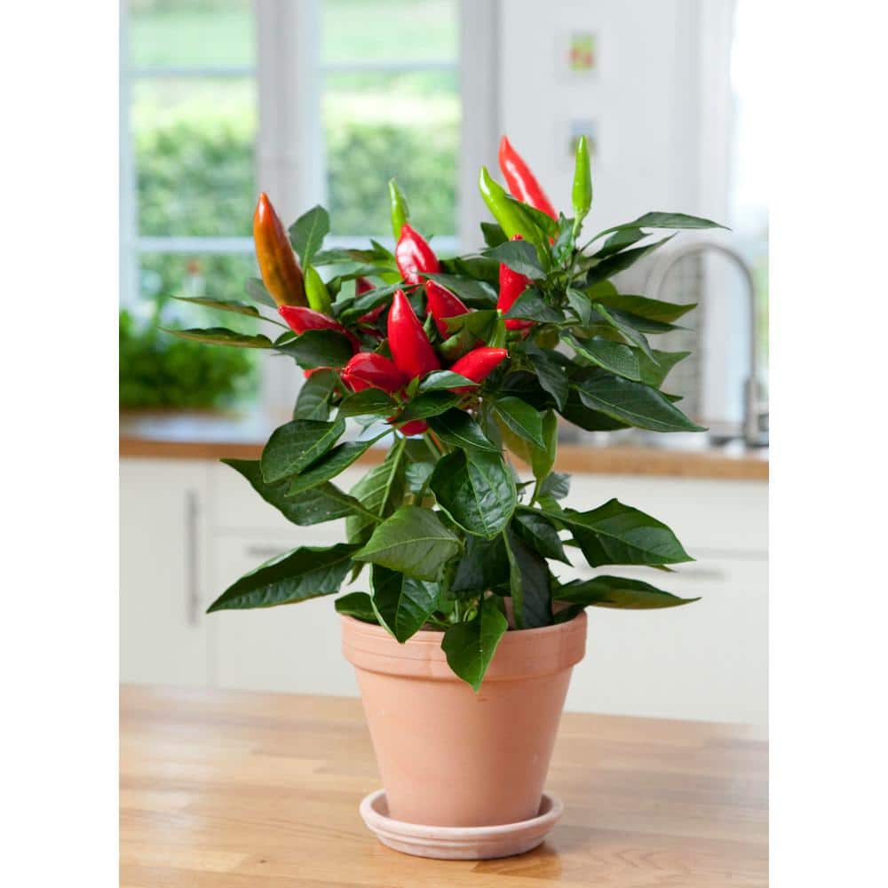 25 oz. Hot Burrito Pepper Plant (2-Pack) - Hercitys