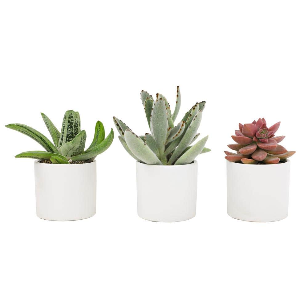2.5 in. Assorted Succulent 3-Pack in White Glazed Clay Pot - Hercitys