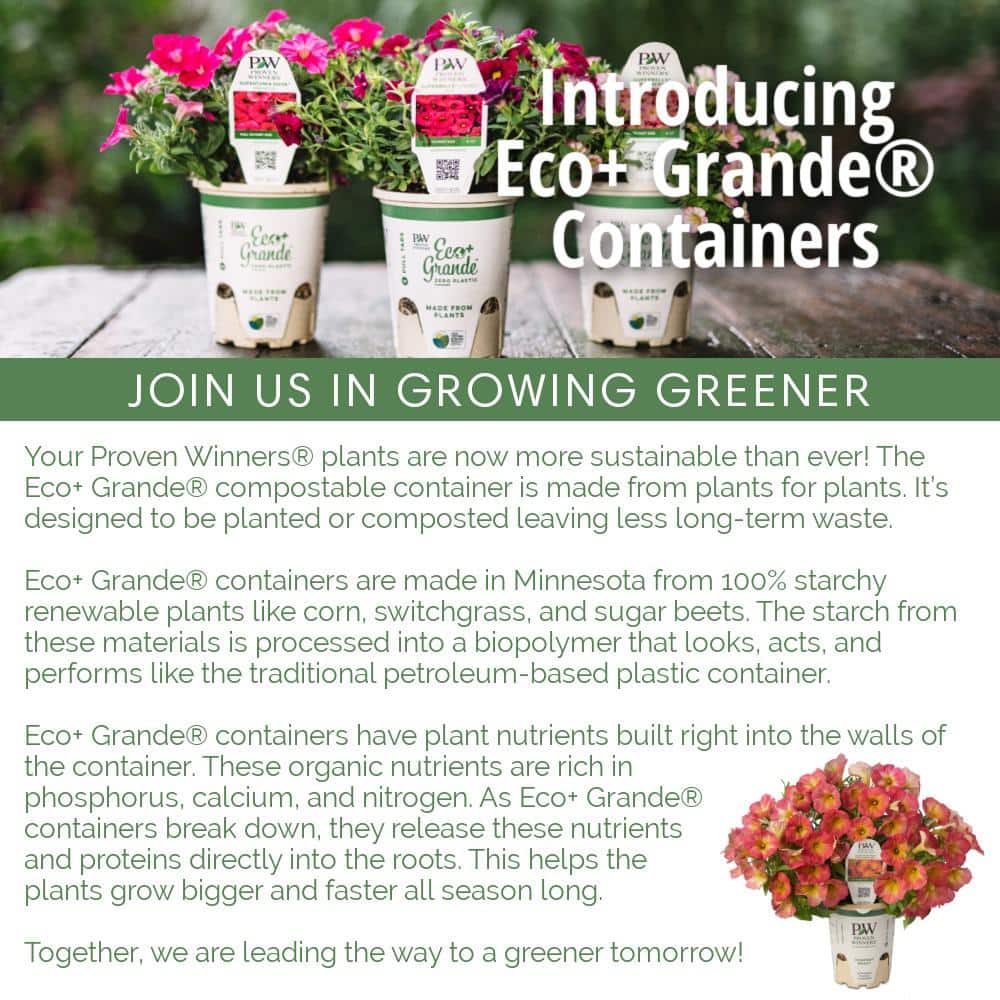 4.25 in. Eco+Grande Truffula Pink Globe Amaranth (Gomphrena) Live Plant, Pink Flowers (4-Pack) - Hercitys