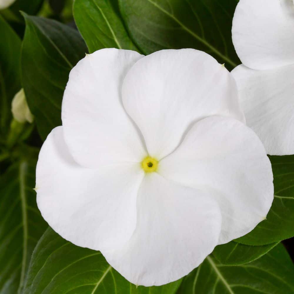 2 qt. Vinca White Annual Plant (3-Pack) - Hercitys