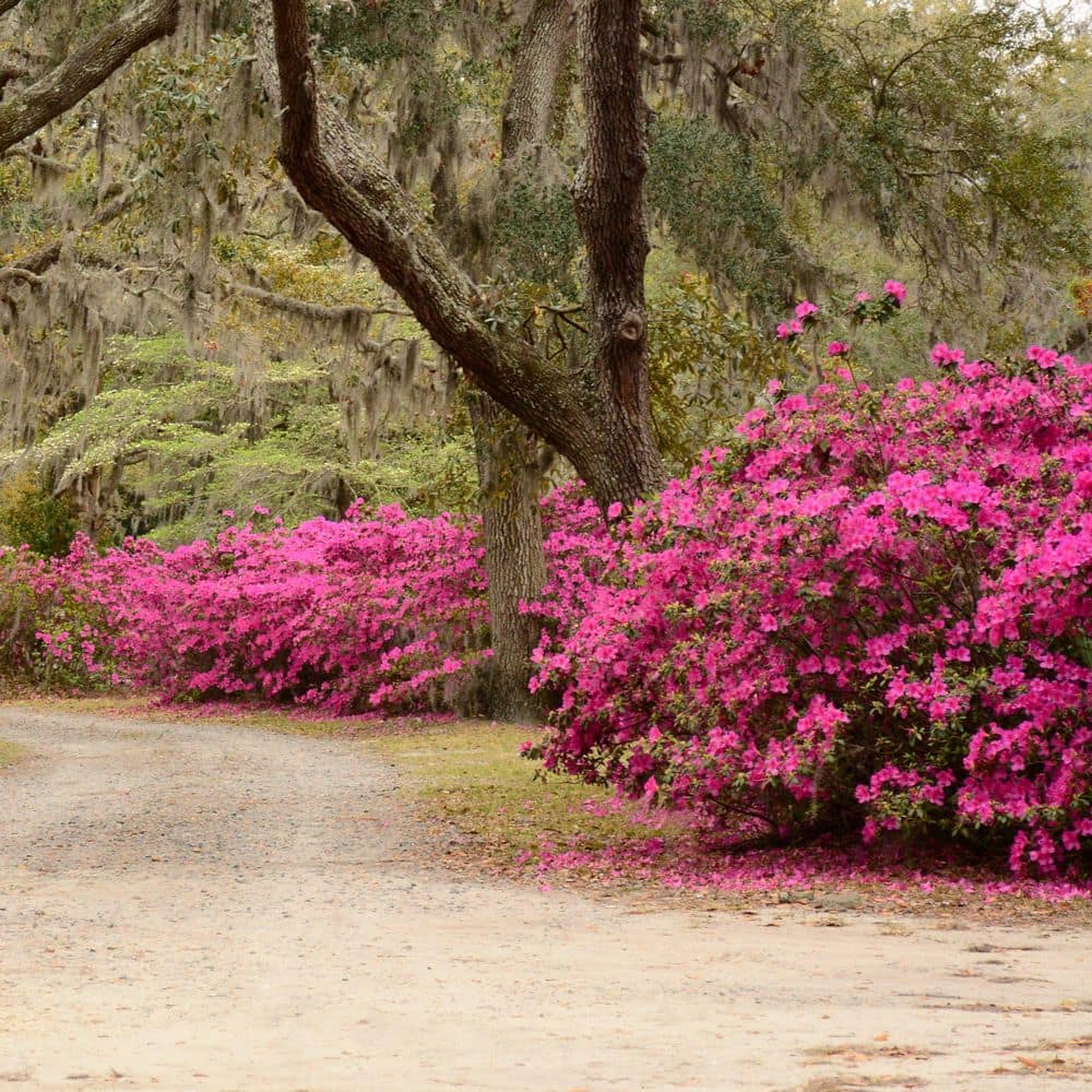 2.5 Quart Azalea ‘Pride of Mobile’ Flowering Shrub with Pink Flowers - Hercitys