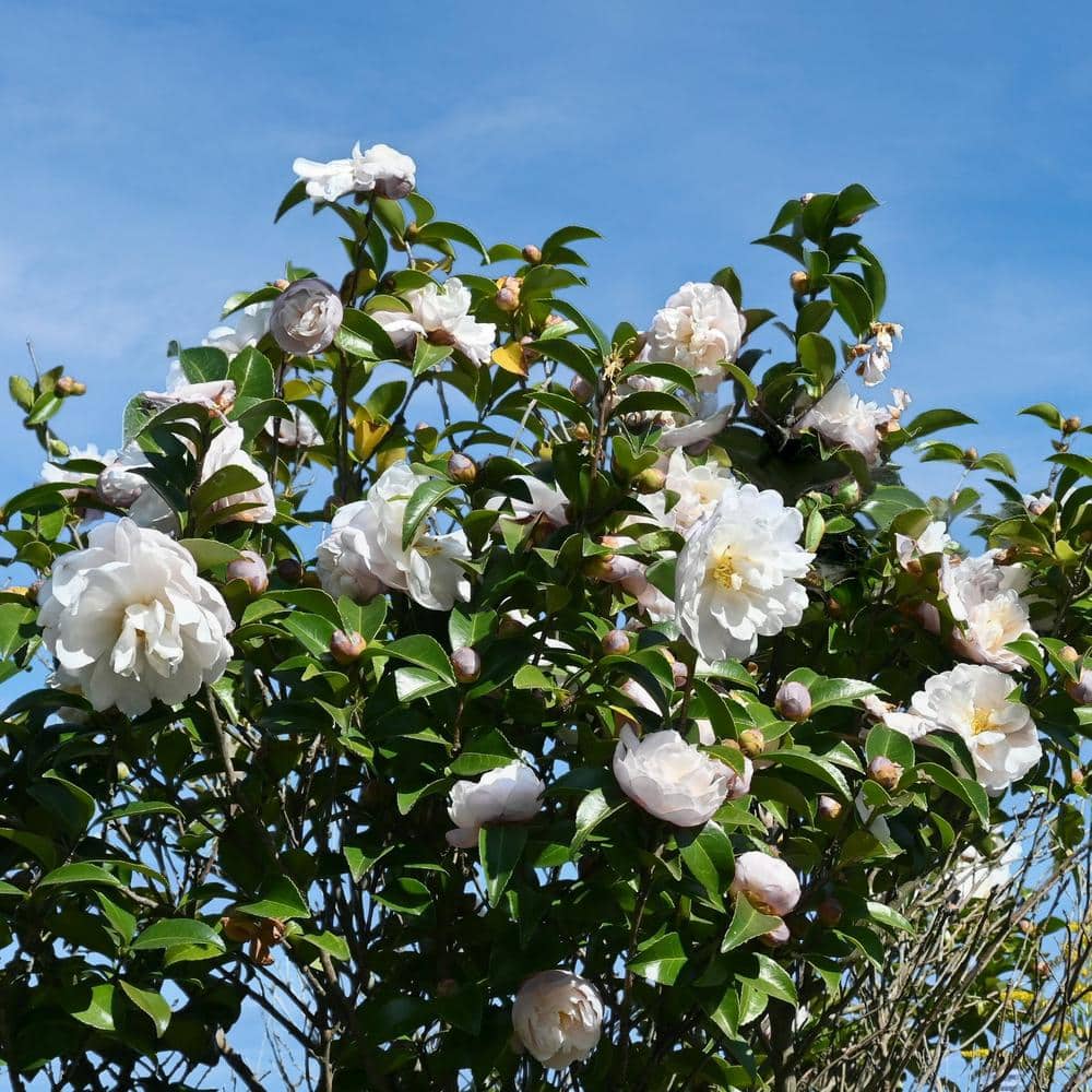 3 gal. Camellia Mine No Yuki Shrub with White Flowers - Hercitys
