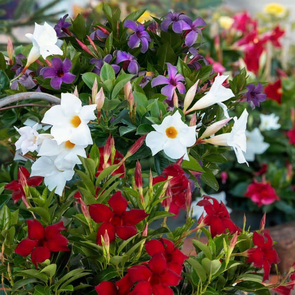 4 in. Mandevilla Plant American Celebration Collection (12-Pack) - Hercitys