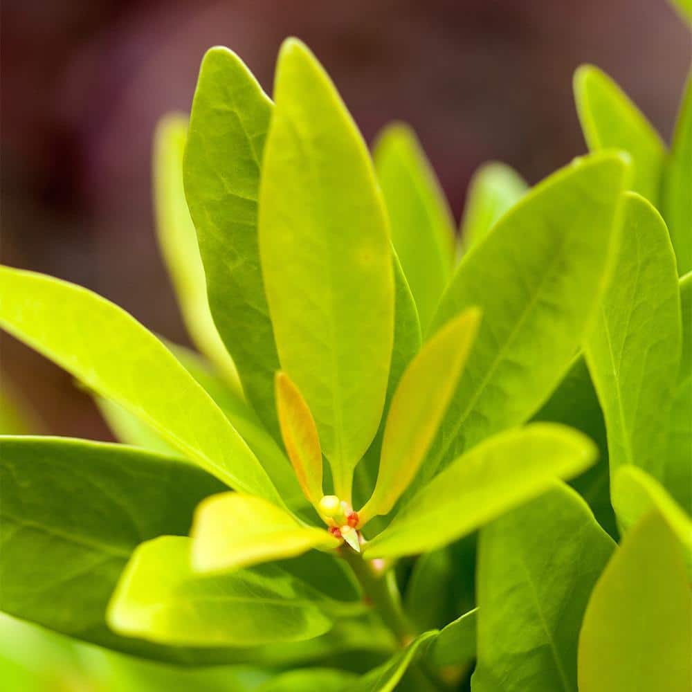 2 Gal. BananAppeal Small Anise Tree with Golden Yellow Foliage - Hercitys