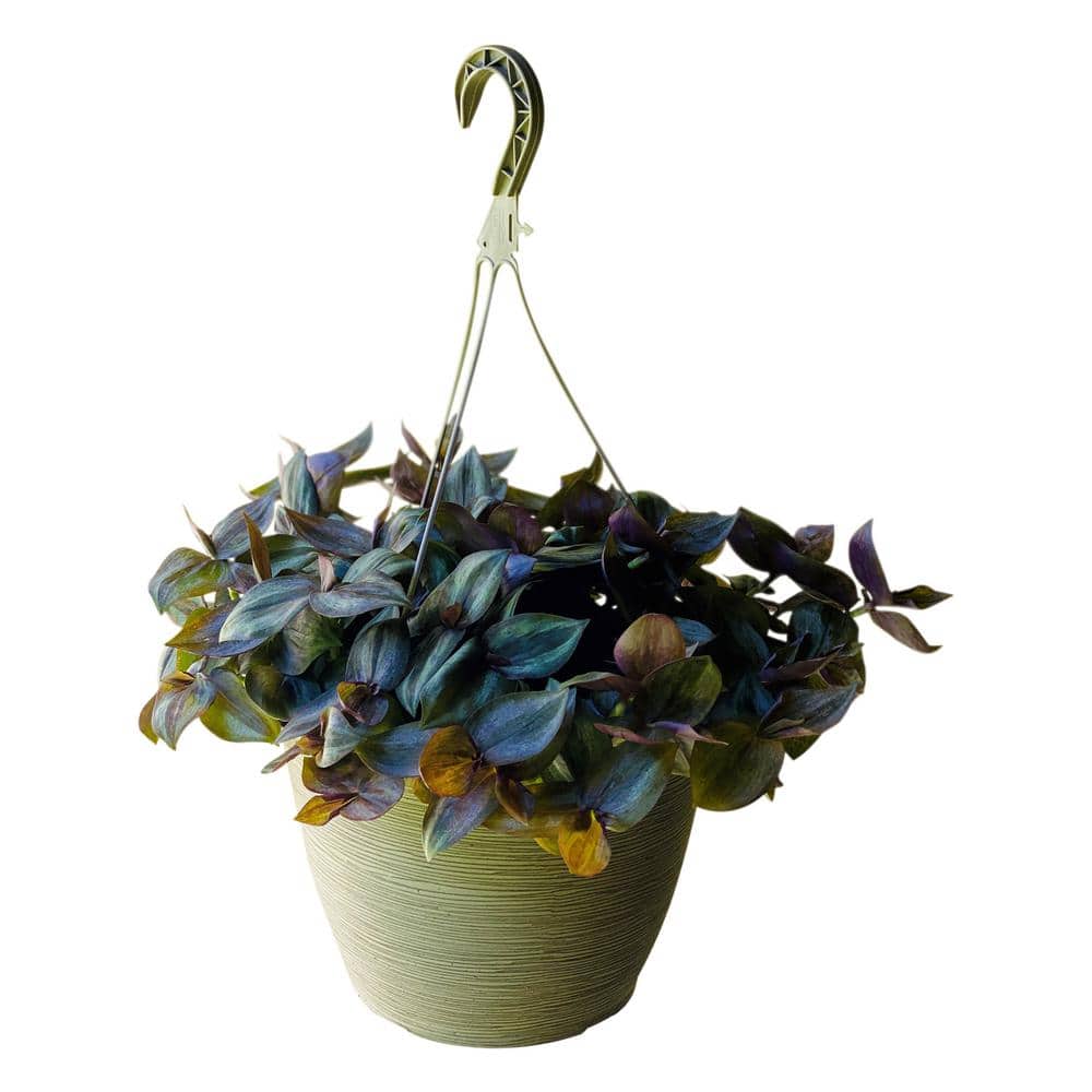 1.8 Gal. Tradescantia Zebrina Purple in 11 In. Hanging Basket - Hercitys