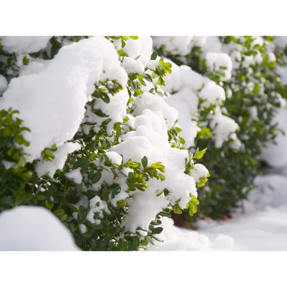 2 Gal. Sprinter Boxwood (Buxus) Live Evergreen Shrub, Green Foliage - Hercitys