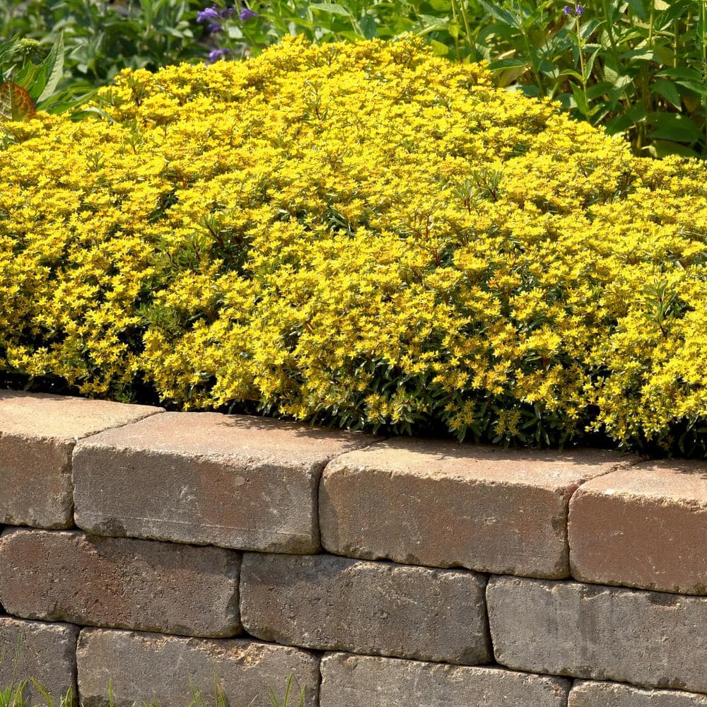 2.5 in. Sedum Yellow Diamonds Perennial Plant (3-Pack) - Hercitys